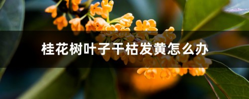 桂花树叶子干枯发黄怎么办