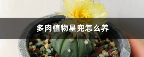 多肉植物星兜怎么养