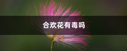 合欢花有毒吗