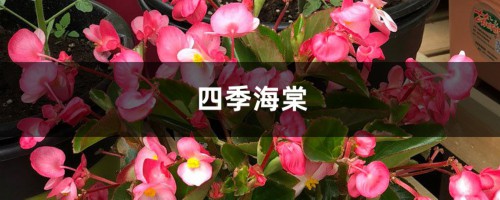 四季海棠在家养，这样“剪几刀”，开花旺叶片绿，喜气洋洋！