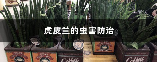 虎皮兰的虫害防治