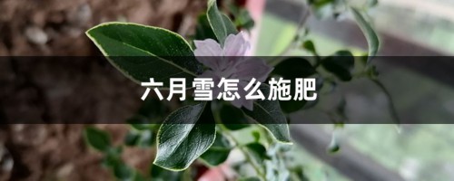 六月雪怎么施肥