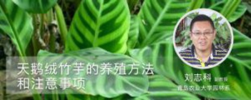 天鹅绒竹芋的养殖方法和注意事项