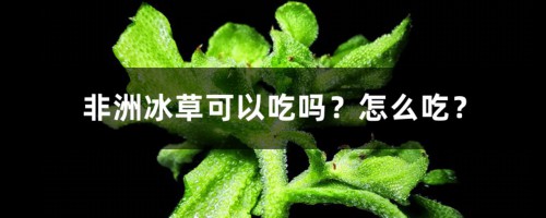 非洲冰草可以吃吗？怎么吃？