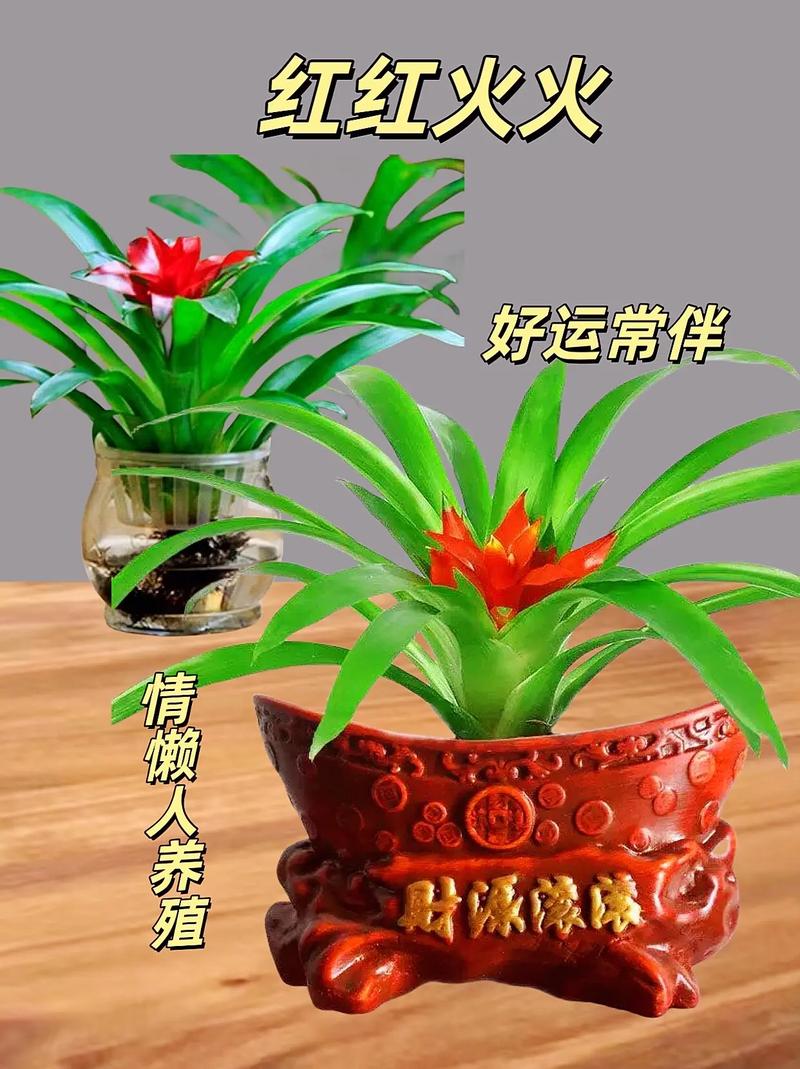 盆栽石榴